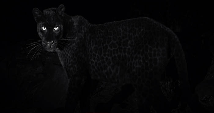 Black Leopard Photographed For The First Time In 110 Years