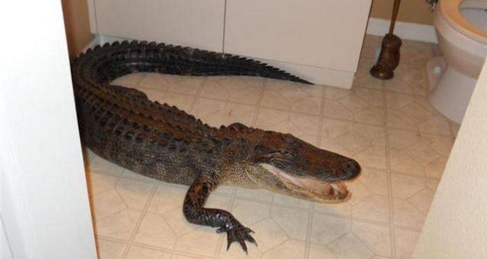 Police Find Alligator Named 'El Chompo' During Drug Bust