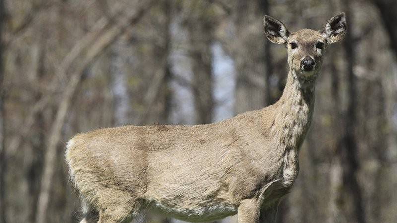 Arkansas Sick Deer