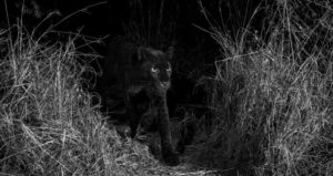 Black Leopard Walking