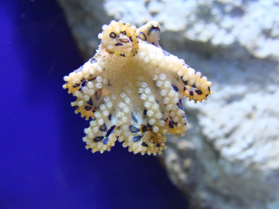 Blue Octopus In An Aquarium