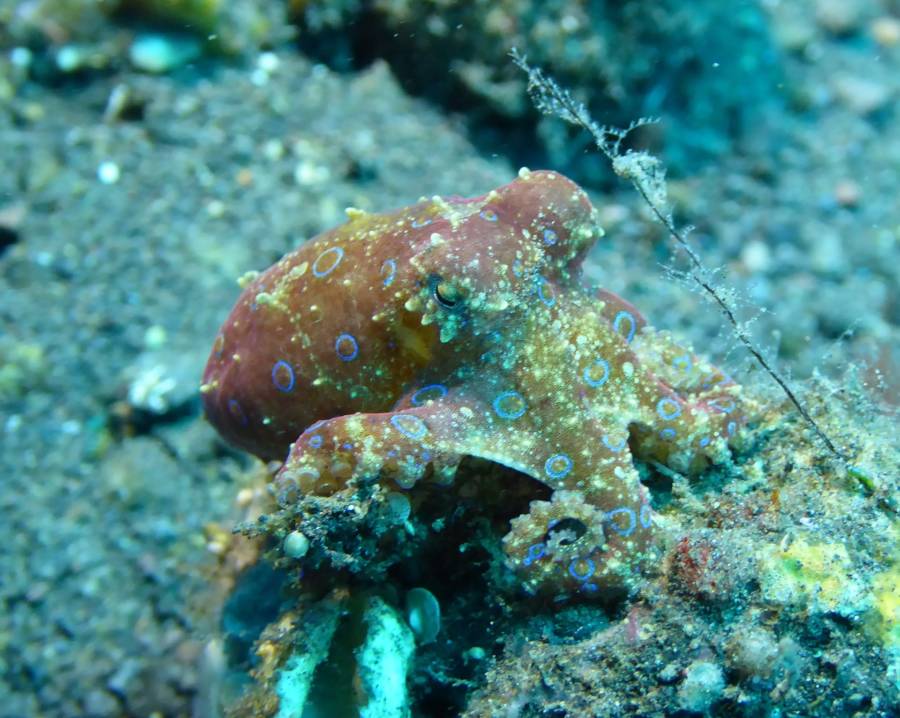 Blue Ringed Octopus Swimming In Coral