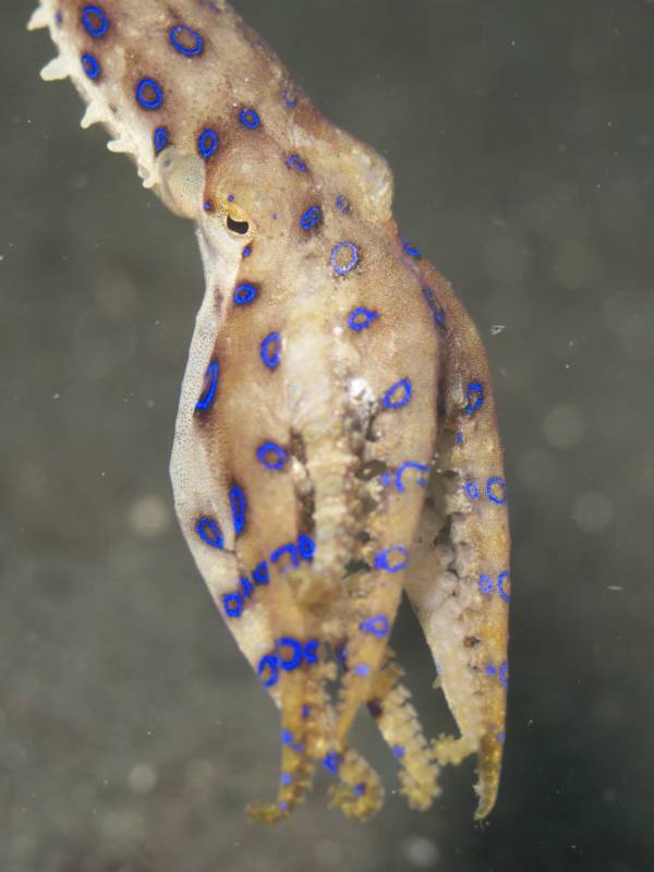 Blue Ringed Octopus Upright