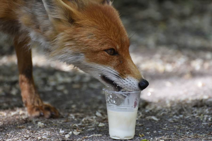 How The Animals Of Chernobyl Thrive In The Radioactive Red ...