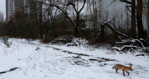 Chernobyl Animals In The Red Forest