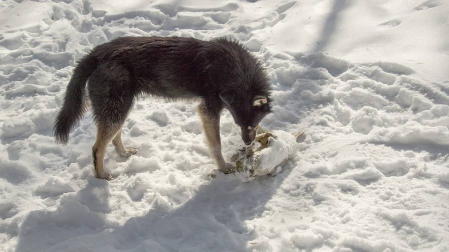 Animals Of Chernobyl