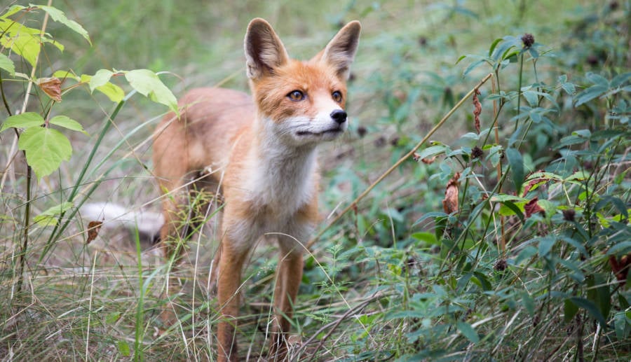 Fox From Chernobyl Exclusion Zone