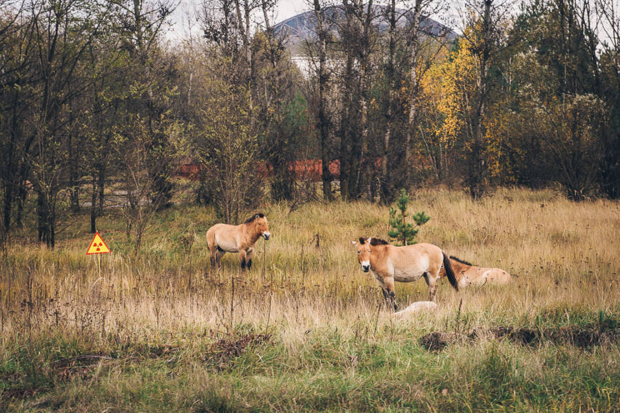 Przewalski's Horses