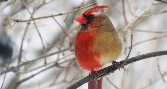 Chimera Cardinal Bird