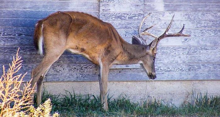 Chronic Wasting Disease: The Sickness Turning Deer Into Zombies