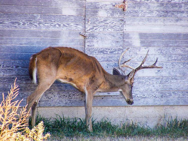 Chronic Wasting Disease Zombie Deer