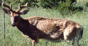 Cwd Deer