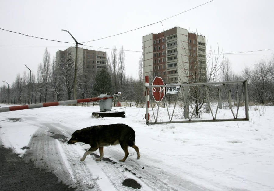 Chernobyl Animals