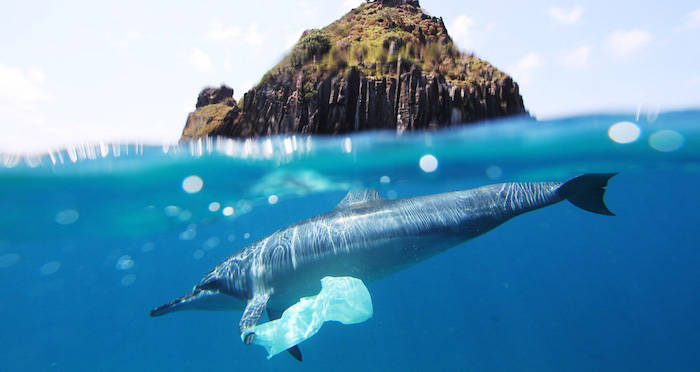 Study Finds Every Whale, Seal, And Dolphin Sampled Swallowed Plastic