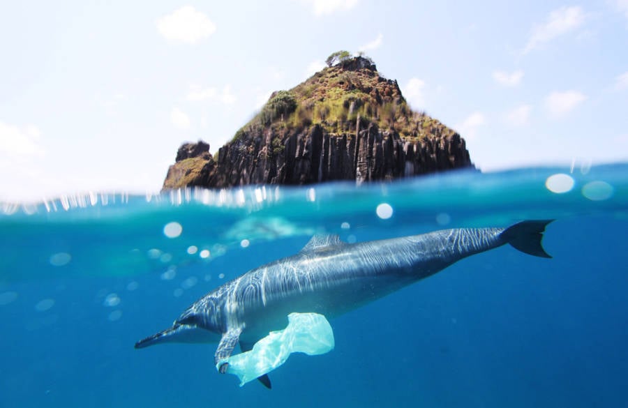 Dolphin With Plastic Bag
