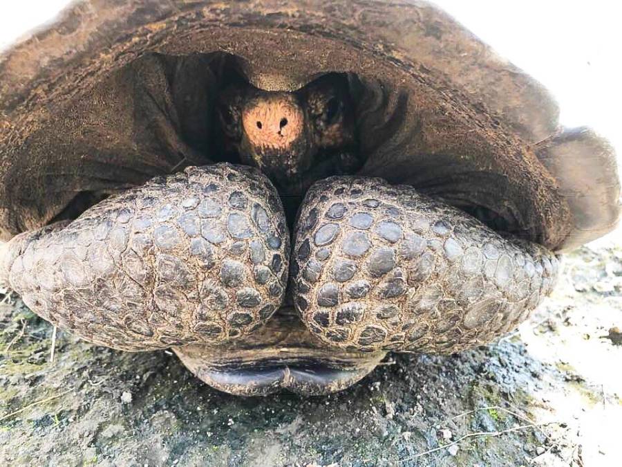 Fernandina Tortoise In Its Shell