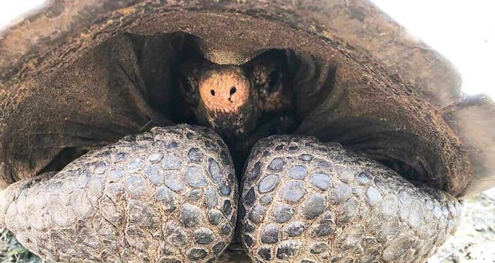 Scientists Find Galápagos Tortoise Thought To Be Extinct Since 1906