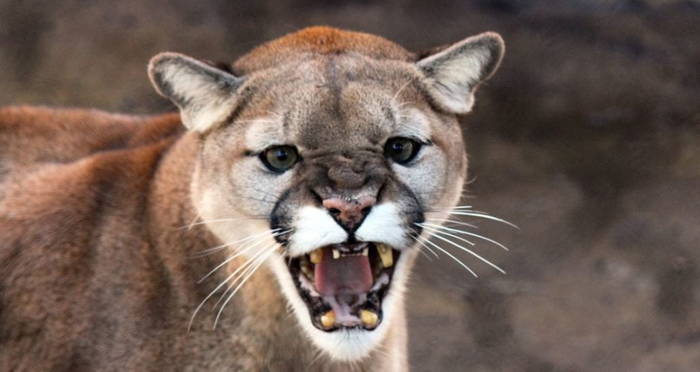 Colorado Man Chokes Attacking Mountain Lion To Death With His Bare Hands