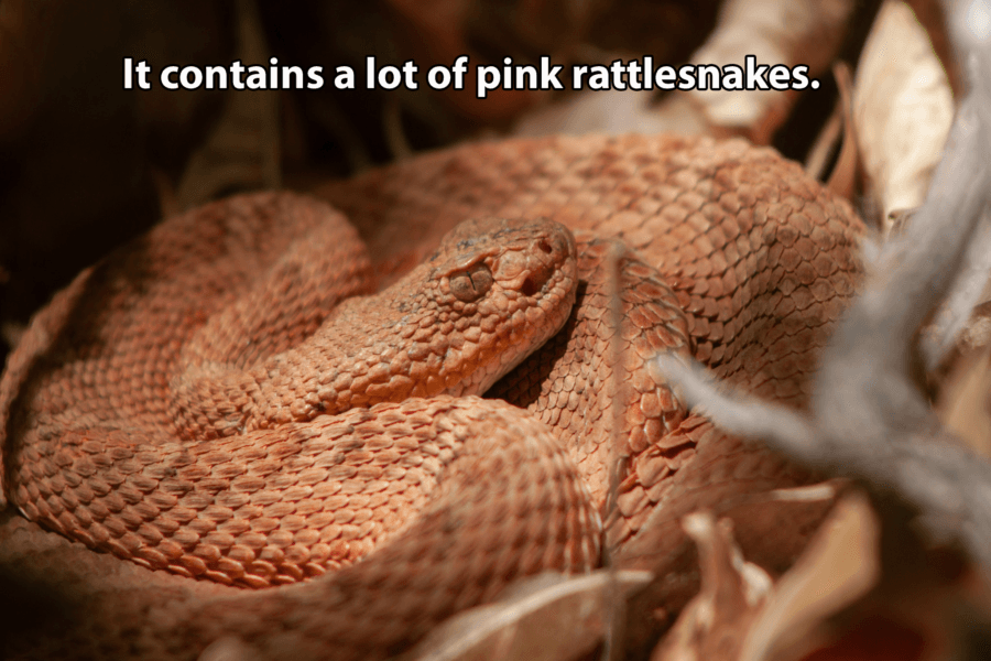 Pink Rattlesnake