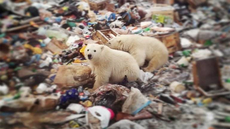 Polar Bears Rooting In Trash