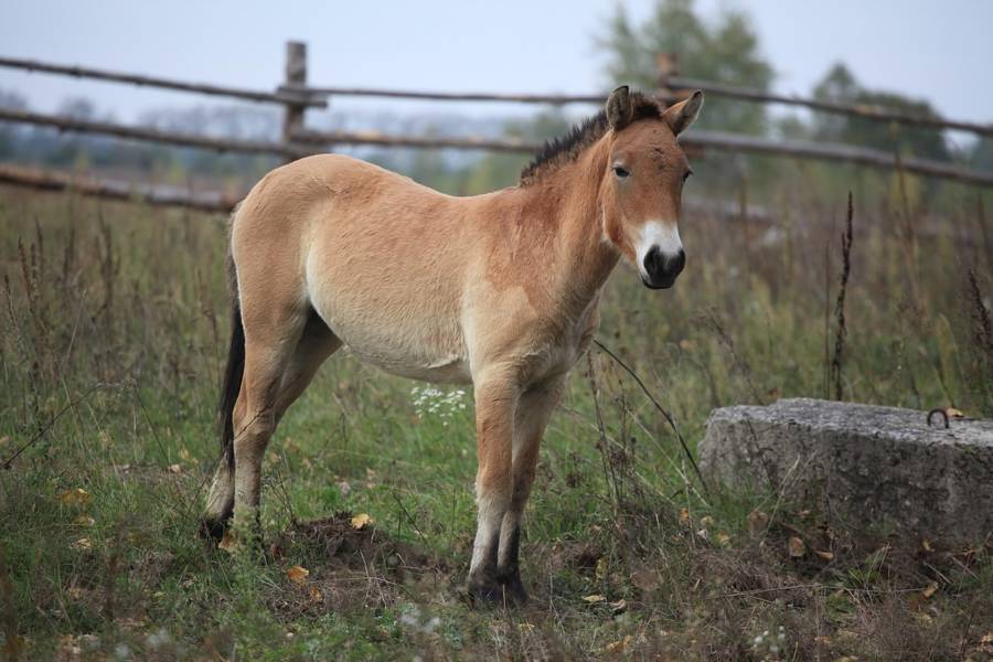 Why The Animals Of Chernobyl Thrive In The Exclusion Zone