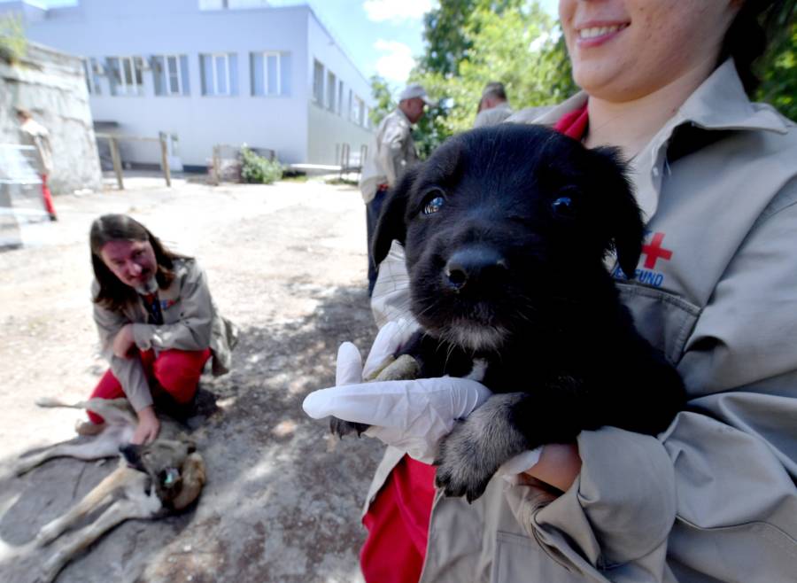 Puppy From Red Forest