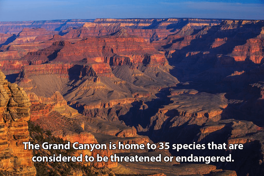 informative essay about grand canyon