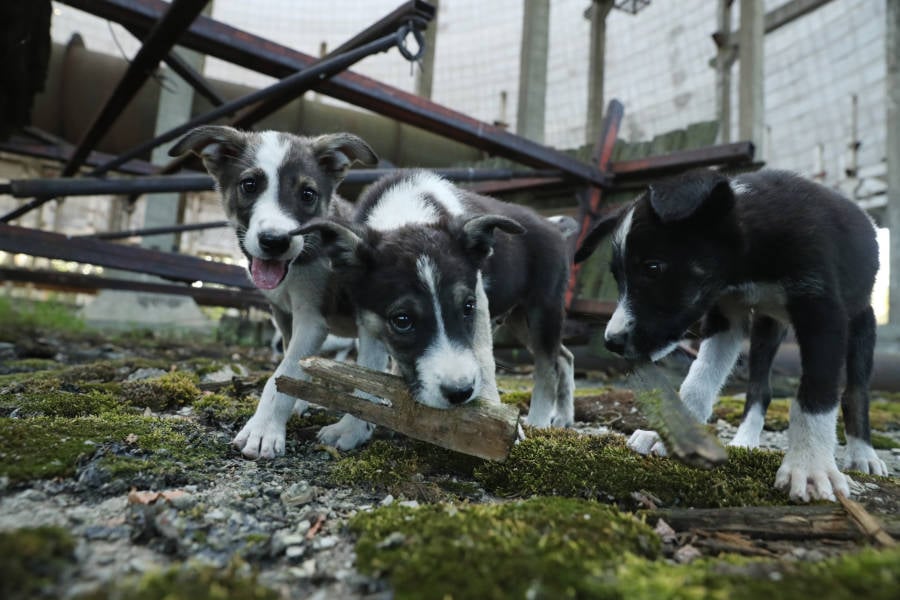 Puppies In The Chernobyl Exclusion Zone