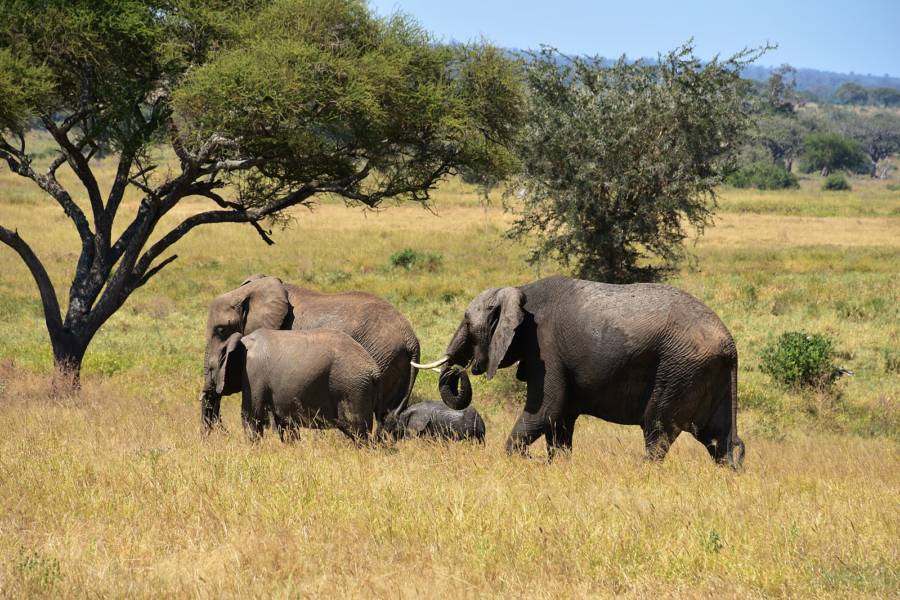 Tarangire National Park Elephants