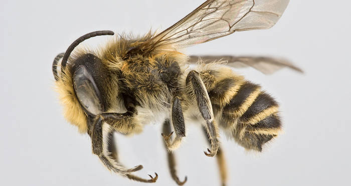 The World S Biggest Bee Has Been Rediscovered After Nearly 40 Years