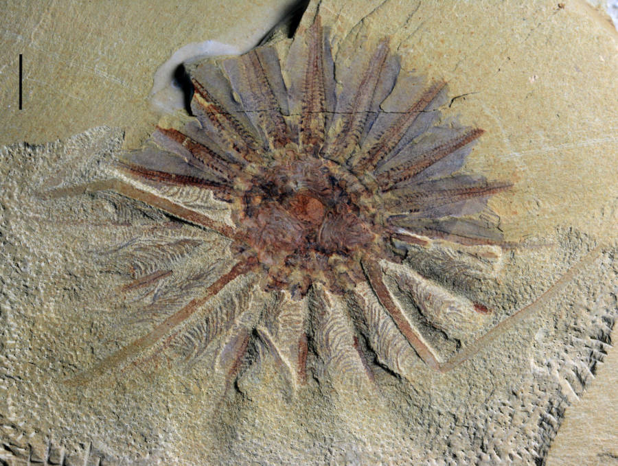 518 Million Year Old Daihua Fossil