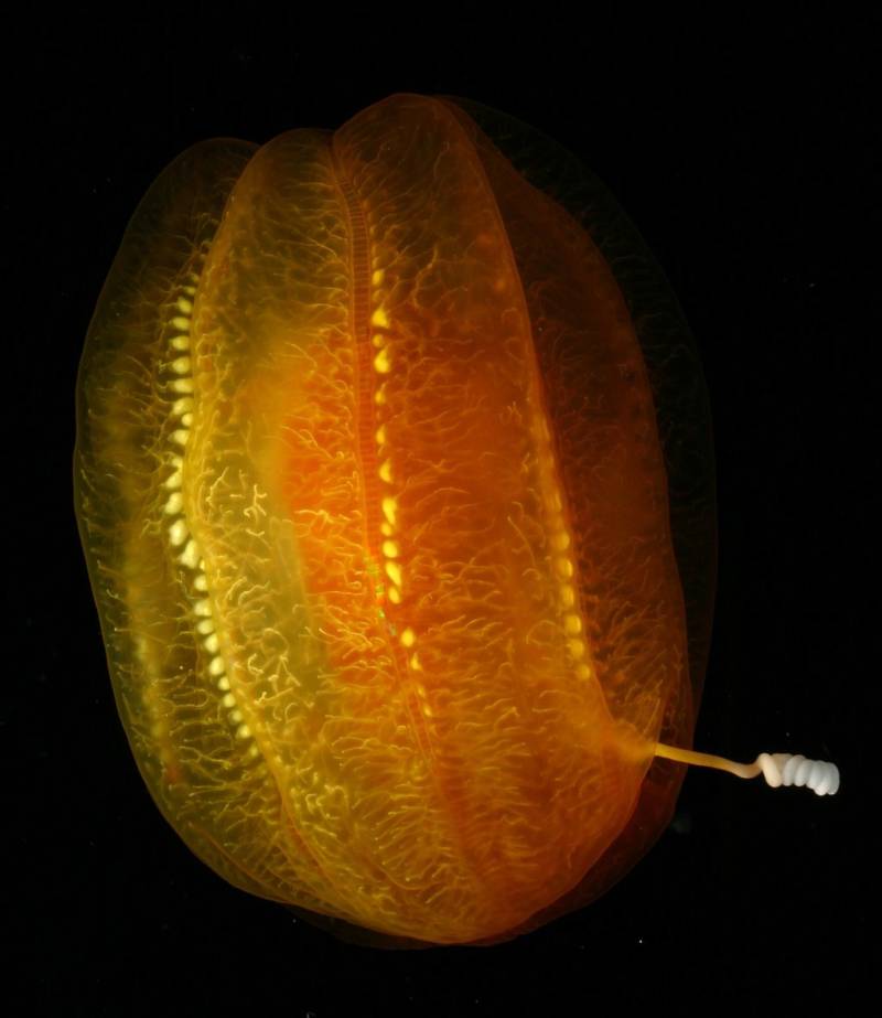 Aulacoctena Comb Jelly