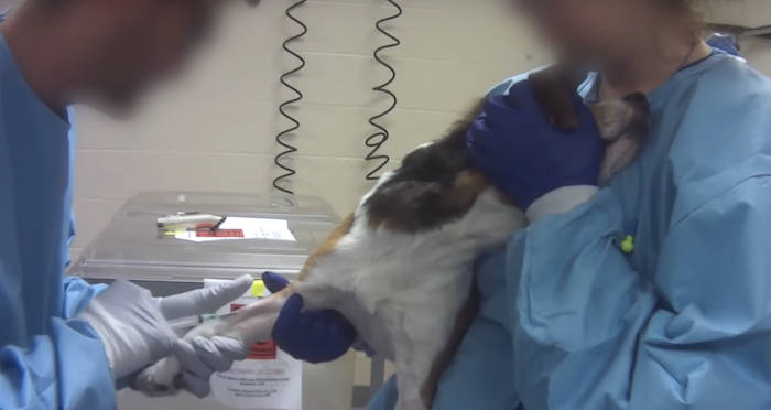 Undercover Investigation Exposes Cruel Animal Testing On 36 Beagles