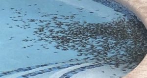 Bufo Marinus Breakout Og 3