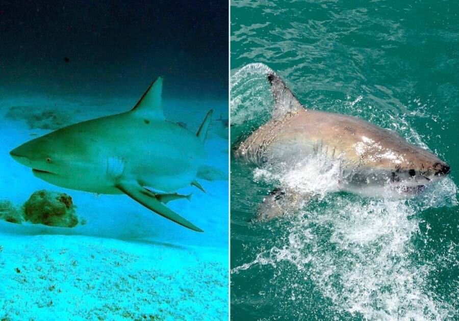 Bull Shark Alongside Great White Shark