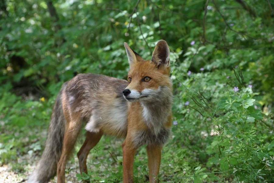 Fox Near Pripyat