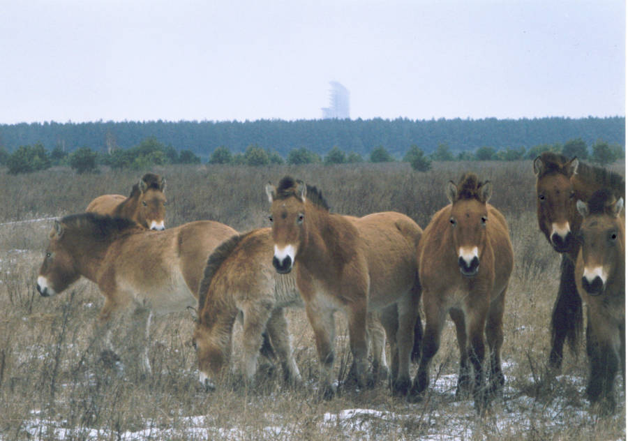 Horses In Chernobyl Exclusion Zone