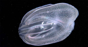 Comb Jelly Featured Image