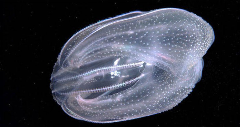 Comb Jelly Featured Image
