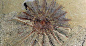 Daihua Fossil Featured