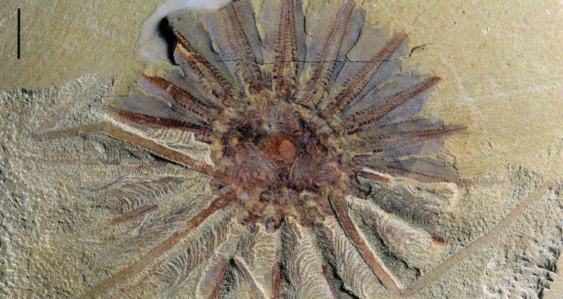 518-million-year-old sea creature fossil sheds new light