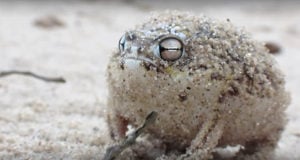 Desert Rain Frog Looks At Camera Featured