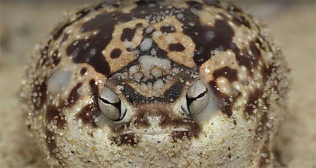 Desert Rain Frog: The Amphibian That Sounds Like A Dog's Chew Toy