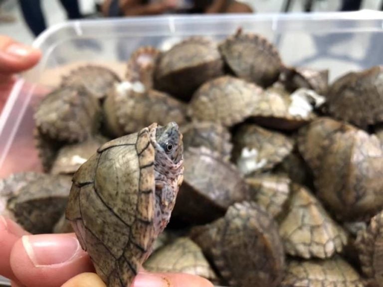 Philippine Customs Find 1,529 Duct-Taped And Abandoned Turtles