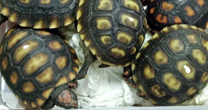 Philippine Customs Find 1,529 Duct-Taped And Abandoned Turtles