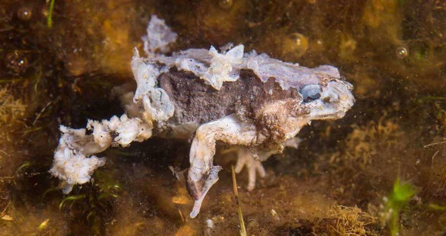 Frog Doomsday Fungus Is 'The Most Deadly Pathogen Known To Science'