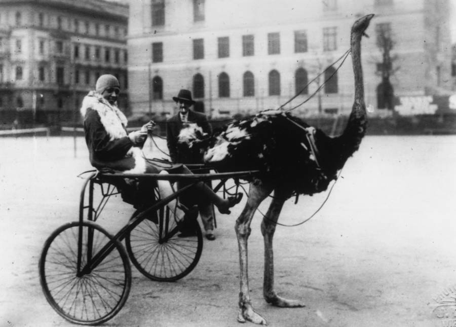 Josephine Baker With Ostrich