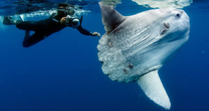 Man Beside Mola Mola Featured