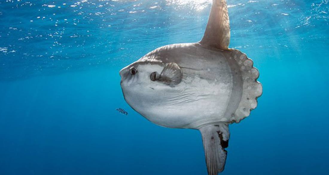 Meet The Mola Mola, The Ocean Sunfish As Big As A Rhino