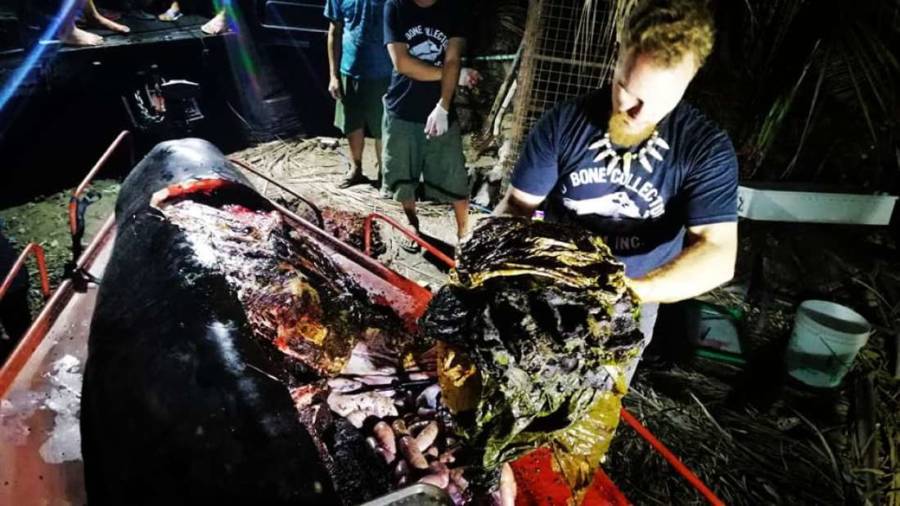 Philippine Whale Dead With Plastic